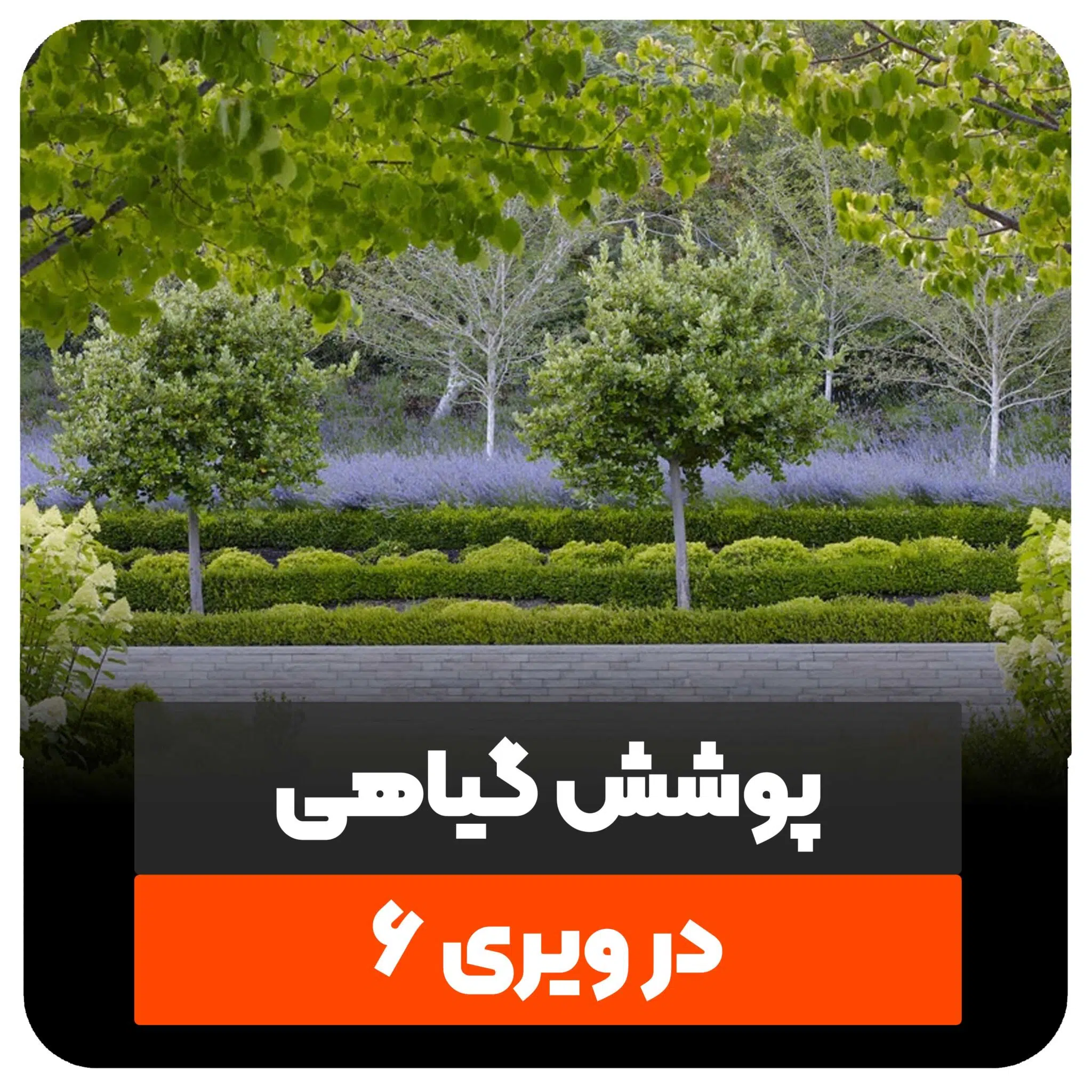 پوشش گیاهی در ویری 6